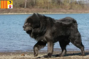 Lire la suite à propos de l’article Éleveurs de dogues du Tibet et chiots en Provence-Alpes-Côte d’Azur