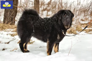 Lire la suite à propos de l’article Éleveurs de dogues du Tibet et chiots en Région de Bruxelles-Capitale