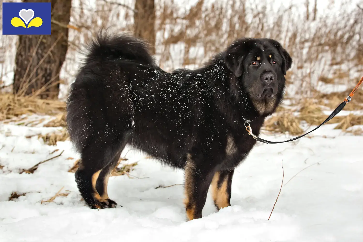 Chiots et éleveurs de dogues du Tibet Région de Bruxelles-Capitale Ici vous trouverez des éleveurs de dogues du Tibet en Région de Bruxelles-Capitale.