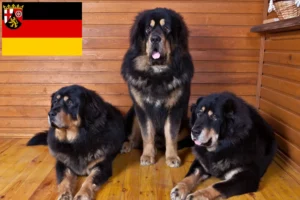 Lire la suite à propos de l’article Éleveurs de dogues du Tibet et chiots en Rhénanie-Palatinat