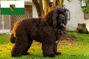 Lire la suite à propos de l’article Éleveurs de dogues du Tibet et chiots en Saxe