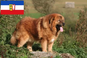 Lire la suite à propos de l’article Éleveurs de dogues du Tibet et chiots dans le Schleswig-Holstein