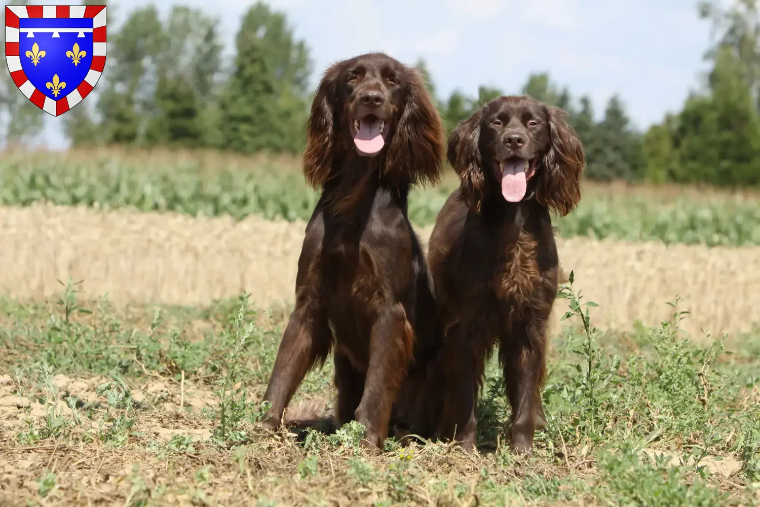 Chiots et éleveurs de chiens allemands à poil long Centre-Val de Loire Ici vous trouverez des éleveurs de chats à poil long en Centre-Val de Loire.