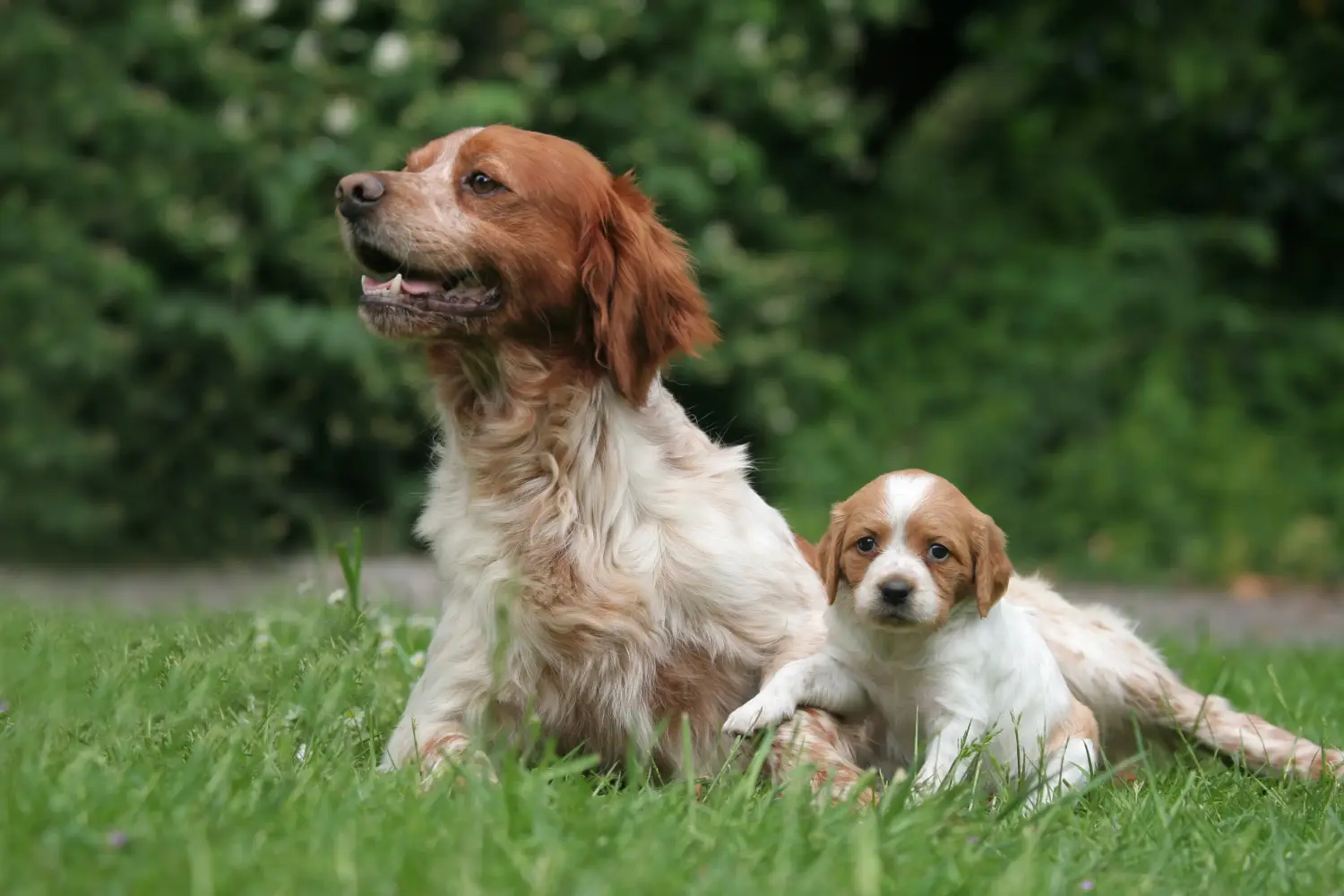 Acheter un chiot Epagneul Breton, c'est prendre ses responsabilités ! Acheter des chiots Epagneul Breton.