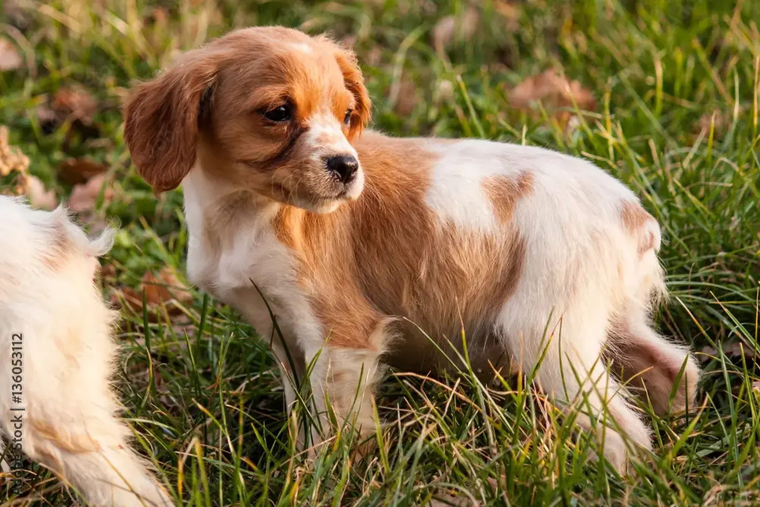 Acheter un chiot Epagneul Breton, c'est prendre ses responsabilités ! Acheter des chiots Epagneul Breton.