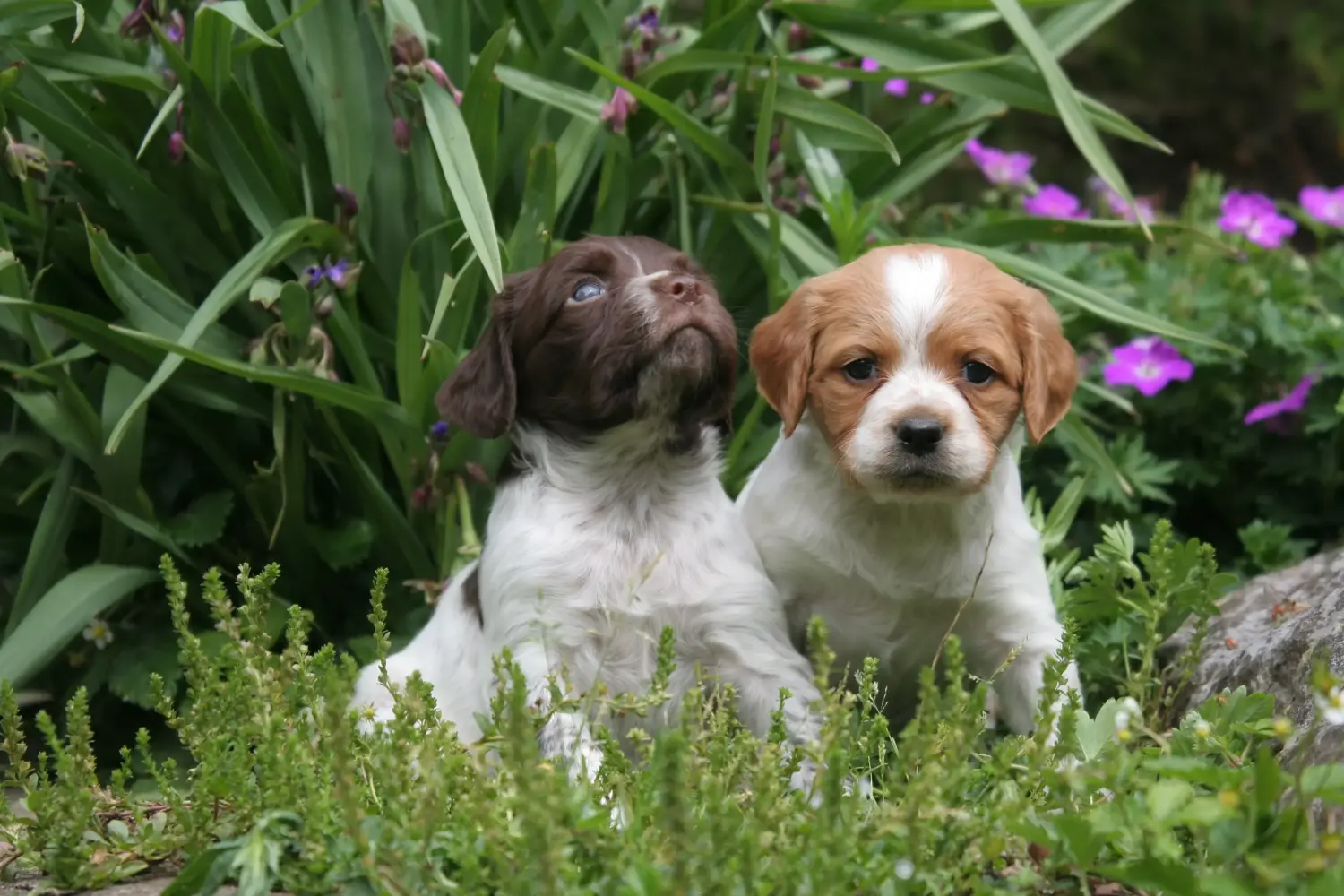 Acheter un chiot Epagneul Breton, c'est prendre ses responsabilités ! Acheter des chiots Epagneul Breton.