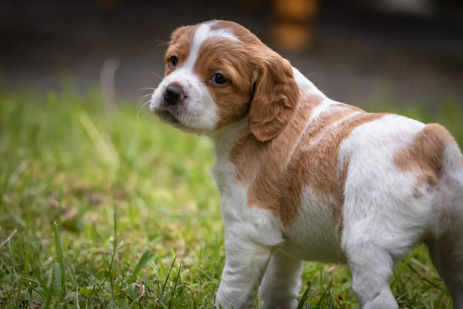 Acheter un chiot Epagneul Breton, c'est prendre ses responsabilités ! Acheter des chiots Epagneul Breton.