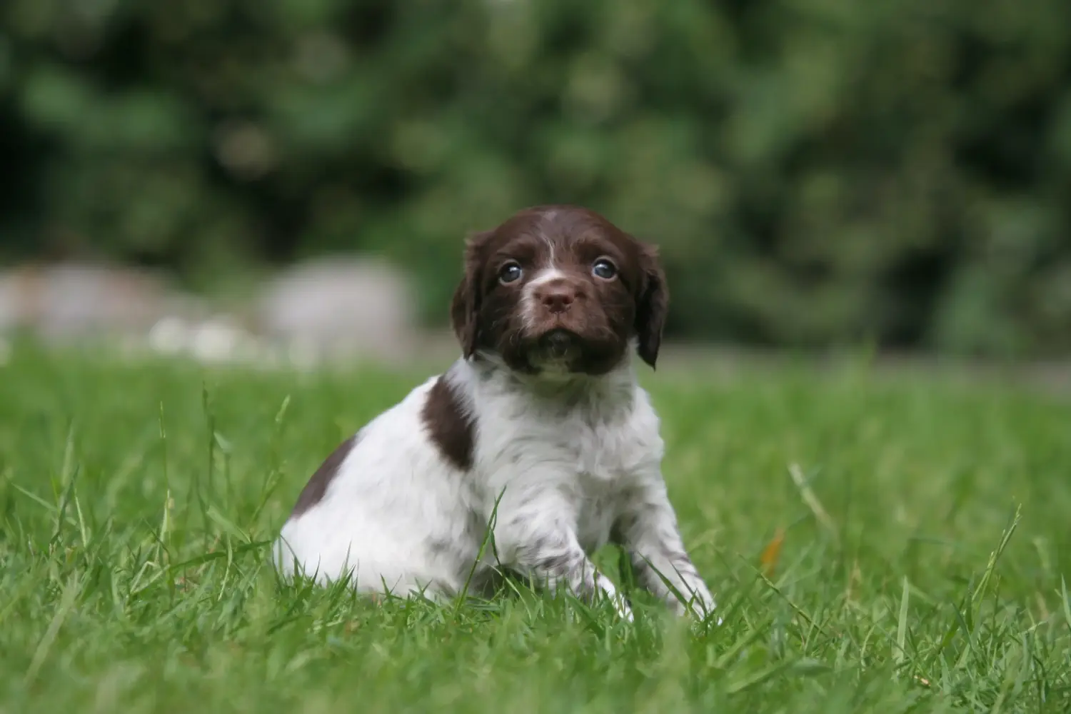 Acheter un chiot Epagneul Breton, c'est prendre ses responsabilités ! Acheter des chiots Epagneul Breton.