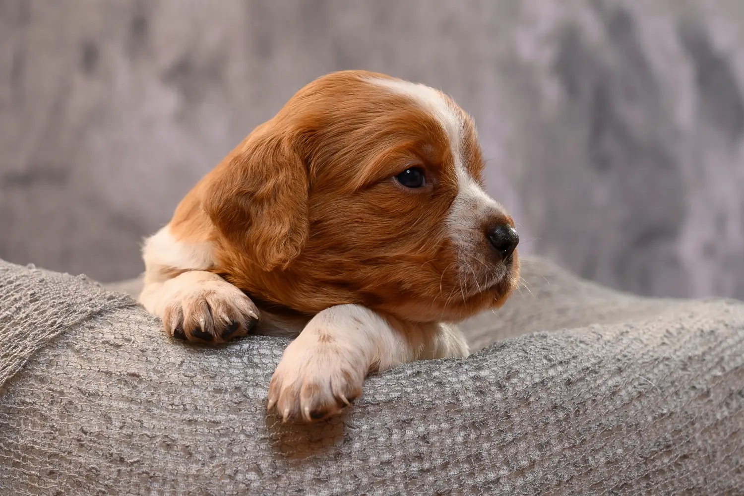 Acheter un chiot Epagneul Breton, c'est prendre ses responsabilités ! Acheter des chiots Epagneul Breton.
