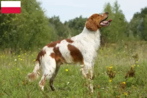 Lire la suite à propos de l’article Éleveurs d’Epagneul Breton et chiots en Pologne