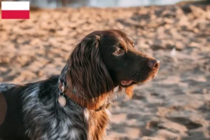 Lire la suite à propos de l’article Éleveurs d’épagneuls de chasse polonais et chiots en Pologne