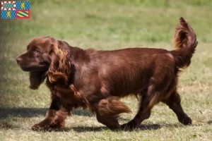 Lire la suite à propos de l’article Éleveurs d’Épagneuls du Sussex et chiots en Bourgogne-Franche-Comté
