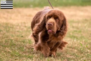 Lire la suite à propos de l’article Éleveurs d’épagneuls du Sussex et chiots en Bretagne