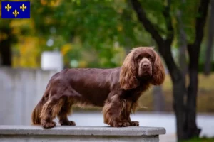 Lire la suite à propos de l’article Éleveurs d’Épagneuls du Sussex et chiots en Île-de-France