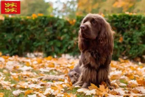 Lire la suite à propos de l’article Éleveurs d’Épagneuls du Sussex et chiots en Normandie