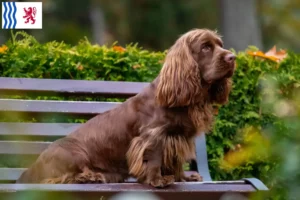 Lire la suite à propos de l’article Éleveurs d’Épagneuls du Sussex et chiots en Nouvelle-Aquitaine