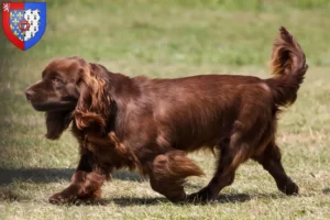 Lire la suite à propos de l’article Éleveurs d’Épagneuls du Sussex et chiots en Pays de la Loire