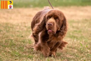 Lire la suite à propos de l’article Éleveurs d’Épagneuls du Sussex et chiots en Provence-Alpes-Côte d’Azur