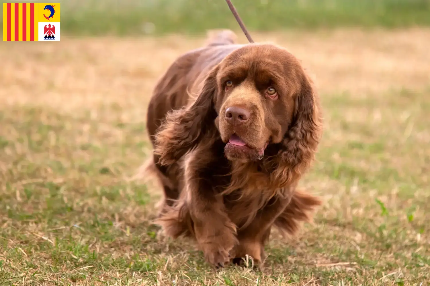 Épagneul du Sussex chiots et éleveurs Provence-Alpes-Côte d'Azur Ici, tu trouveras des éleveurs d'Épagneuls du Sussex en Provence-Alpes-Côte d'Azur.