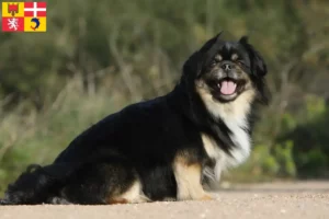 Lire la suite à propos de l’article Éleveurs d’Épagneuls du Tibet et chiots en Auvergne-Rhône-Alpes
