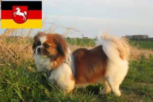 Lire la suite à propos de l’article Éleveurs d’Épagneuls du Tibet et chiots en Basse-Saxe