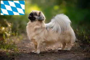 Lire la suite à propos de l’article Éleveurs d’Épagneuls du Tibet et chiots en Bavière