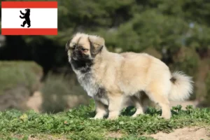 Lire la suite à propos de l’article Éleveurs d’épagneuls du Tibet et chiots à Berlin
