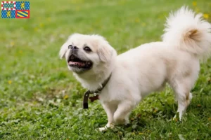 Lire la suite à propos de l’article Éleveurs d’Épagneuls du Tibet et chiots en Bourgogne-Franche-Comté