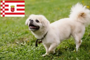 Lire la suite à propos de l’article Éleveurs d’épagneuls du Tibet et chiots à Brême