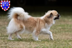 Lire la suite à propos de l’article Éleveurs d’Épagneuls du Tibet et chiots en Centre-Val de Loire