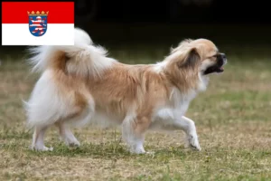 Lire la suite à propos de l’article Éleveurs d’Épagneuls du Tibet et chiots en Hesse