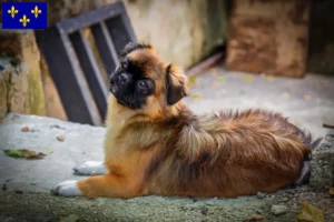 Lire la suite à propos de l’article Éleveurs d’épagneuls du Tibet et chiots en Île-de-France