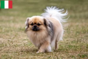 Lire la suite à propos de l’article Éleveurs d’épagneuls du Tibet et chiots en Italie