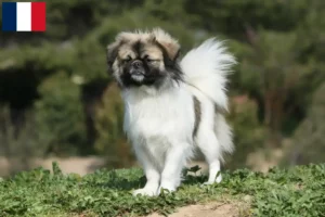 Lire la suite à propos de l’article Éleveurs d’épagneuls du Tibet et chiots en Martinique