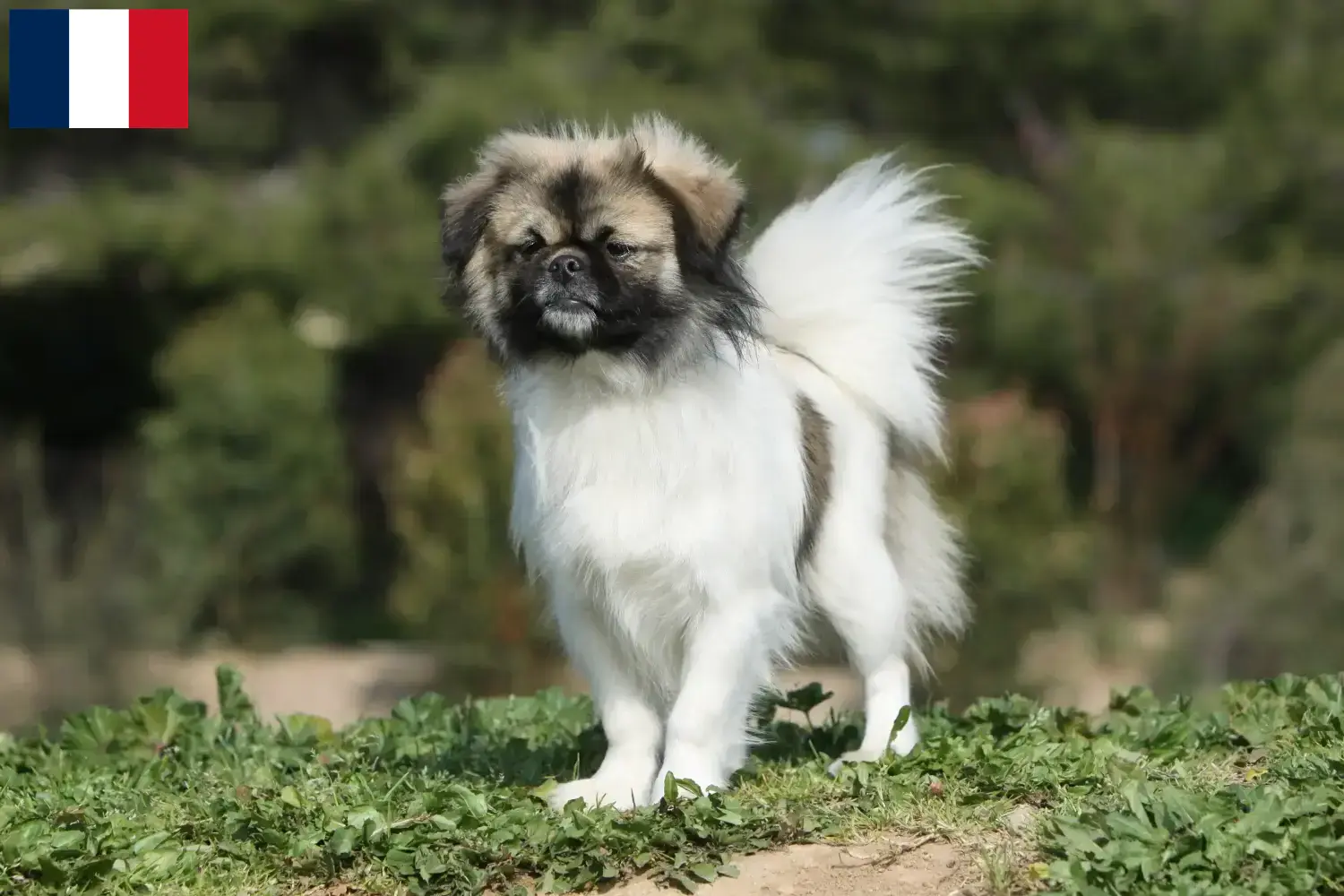 Épagneul du Tibet chiots et éleveurs Martinique Ici tu trouves des éleveurs d'épagneuls du Tibet en Martinique.