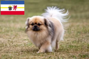 Lire la suite à propos de l’article Éleveurs d’Épagneuls du Tibet et chiots dans le Mecklembourg-Poméranie occidentale