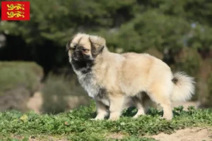 Lire la suite à propos de l’article Éleveurs d’épagneuls du Tibet et chiots en Normandie