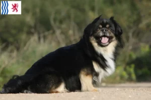 Lire la suite à propos de l’article Éleveurs d’Épagneuls du Tibet et chiots en Nouvelle-Aquitaine