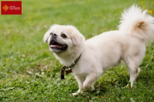 Lire la suite à propos de l’article Éleveurs d’épagneuls du Tibet et chiots en Occitanie