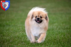 Lire la suite à propos de l’article Éleveurs d’Épagneuls du Tibet et chiots en Pays de la Loire