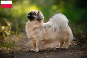 Lire la suite à propos de l’article Éleveurs d’épagneuls du Tibet et chiots en Pologne