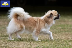 Lire la suite à propos de l’article Éleveurs d’épagneuls du Tibet et chiots en Région de Bruxelles-Capitale