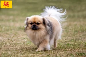 Lire la suite à propos de l’article Éleveurs d’épagneuls du Tibet et chiots en Région wallonne