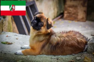 Lire la suite à propos de l’article Éleveurs d’Épagneuls du Tibet et chiots en Rhénanie-du-Nord-Westphalie