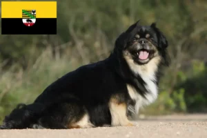 Lire la suite à propos de l’article Éleveurs d’Épagneuls du Tibet et chiots en Saxe-Anhalt