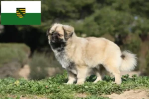 Lire la suite à propos de l’article Éleveurs d’épagneuls du Tibet et chiots en Saxe