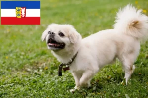 Lire la suite à propos de l’article Éleveurs d’Épagneuls du Tibet et chiots dans le Schleswig-Holstein