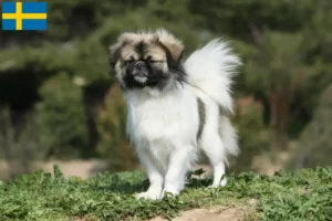 Lire la suite à propos de l’article Éleveurs d’épagneuls du Tibet et chiots en Suède
