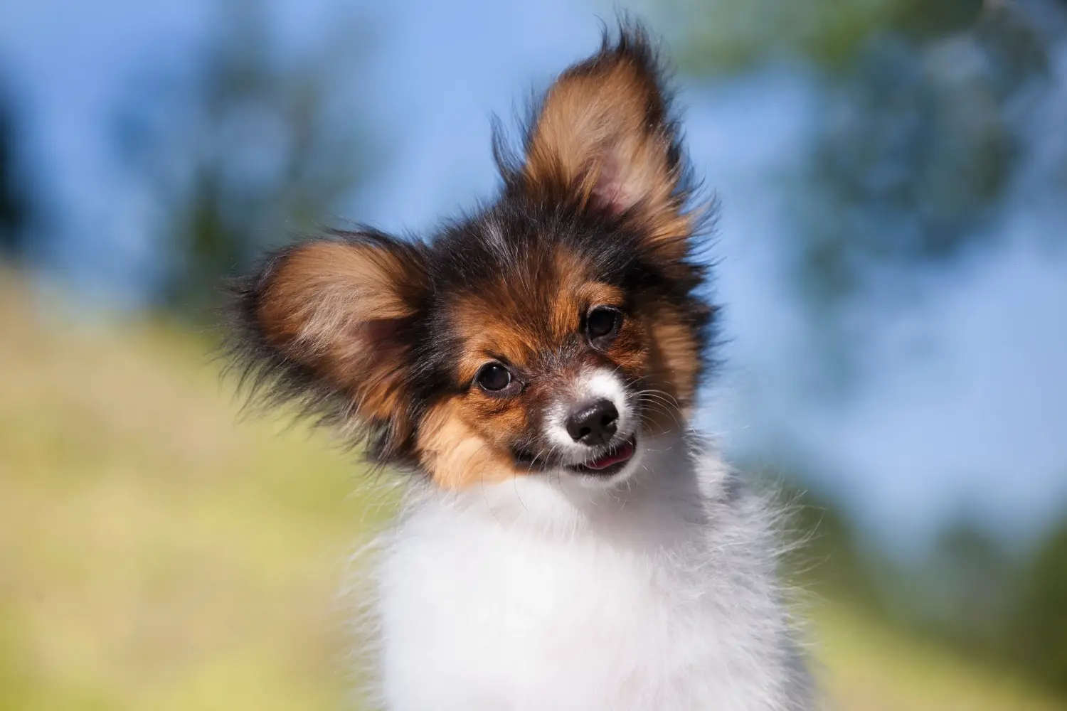Acheter un chiot épagneul nain continental, c'est prendre ses responsabilités ! Acheter des chiots épagneuls nains continentaux.