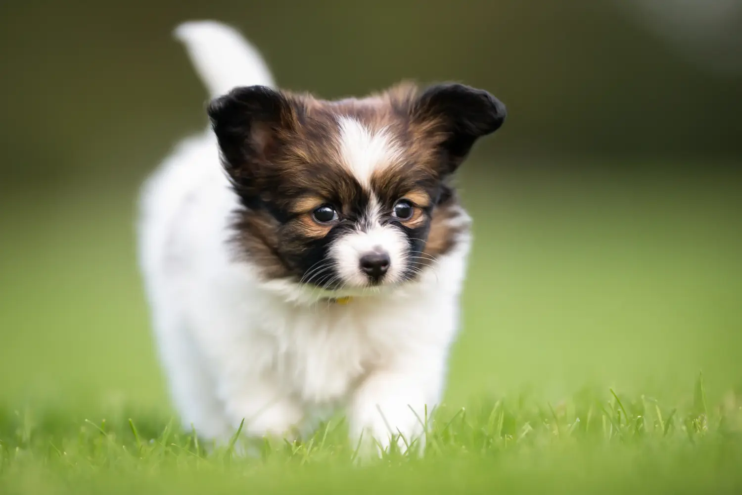 Acheter un chiot épagneul nain continental, c'est prendre ses responsabilités ! Acheter des chiots épagneuls nains continentaux.